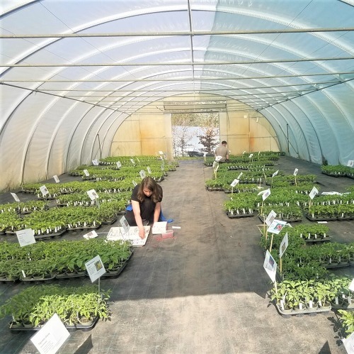 Seltene Kulturpflanzen für den Garten